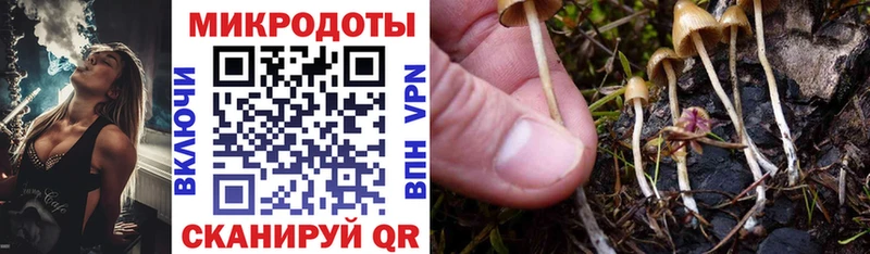 Псилоцибиновые грибы Psilocybine cubensis Удомля